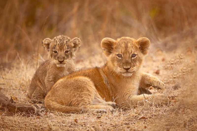 大家都爱的拉坎拉姆两兄弟小时候❤️。翻了所有网站终于找到它们两小时候的照片了😭