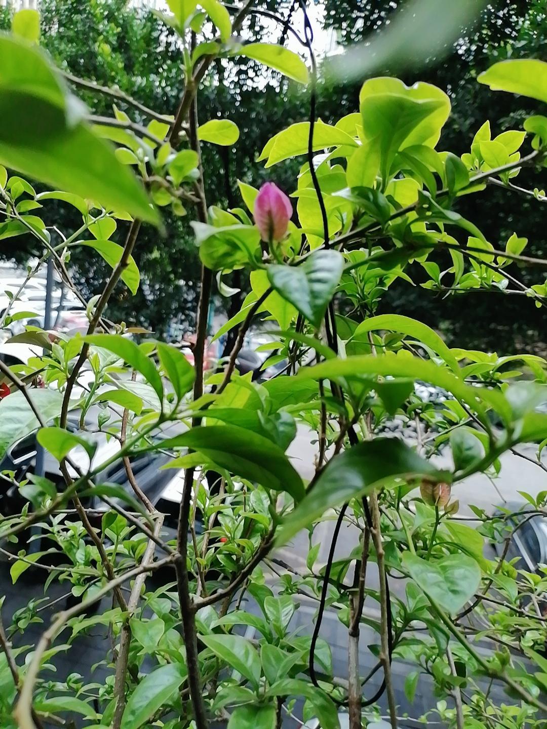 《清晨与欣赏》
我欣赏清晨晨曦的微光
喝着咖啡看着阳光下的林木
早餐是自己亲手烹