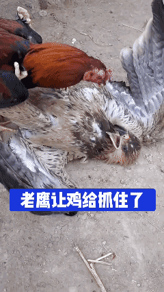 太丢人了！[泣不成声]
以后还怎么在🦅界混！？🌚
