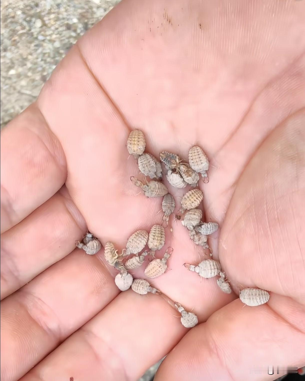 小时候有玩过的没，还记得他叫什么名字吗？