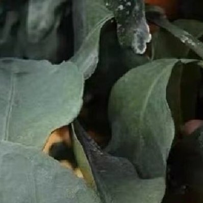 0000▕ 种植文案种植沙糖桔第一篇沙糖桔是一种很受欢迎的水果，它既可做果汁，也