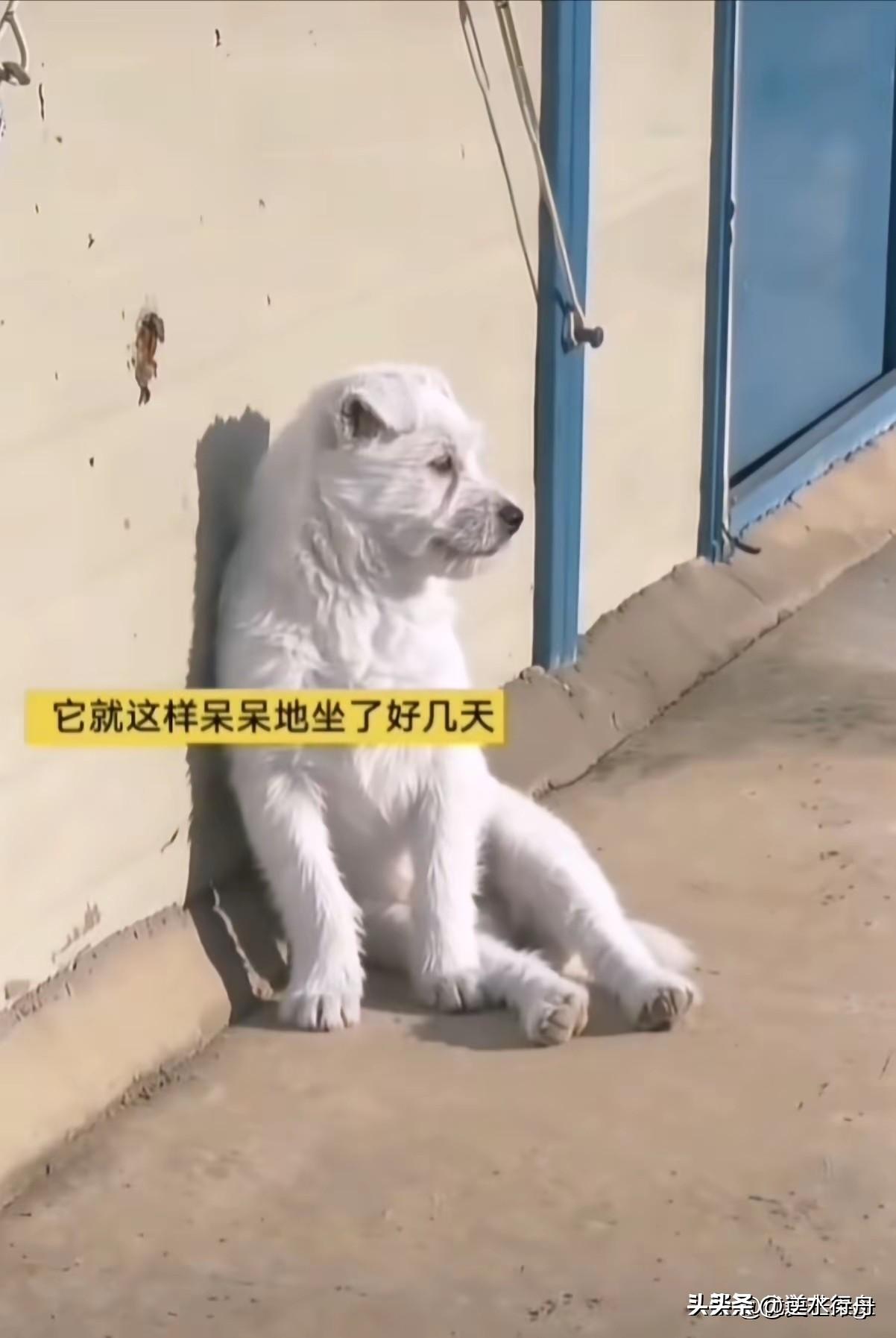 这只大白狗的主人突然离世，它却守着主人的门口不愿离开。它的主人是这片完成工地的保