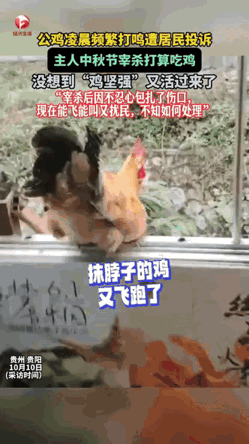 这只公鸡怕是成精了。

邻居第三次敲门投诉半夜鸡叫的时候，主人终于拎起菜刀。
