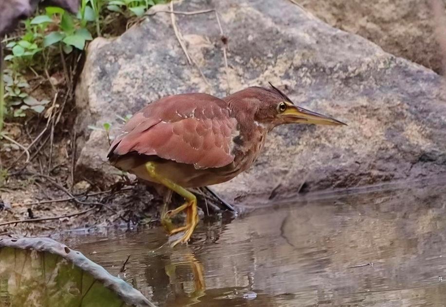 麓湖公园，栗苇鳽