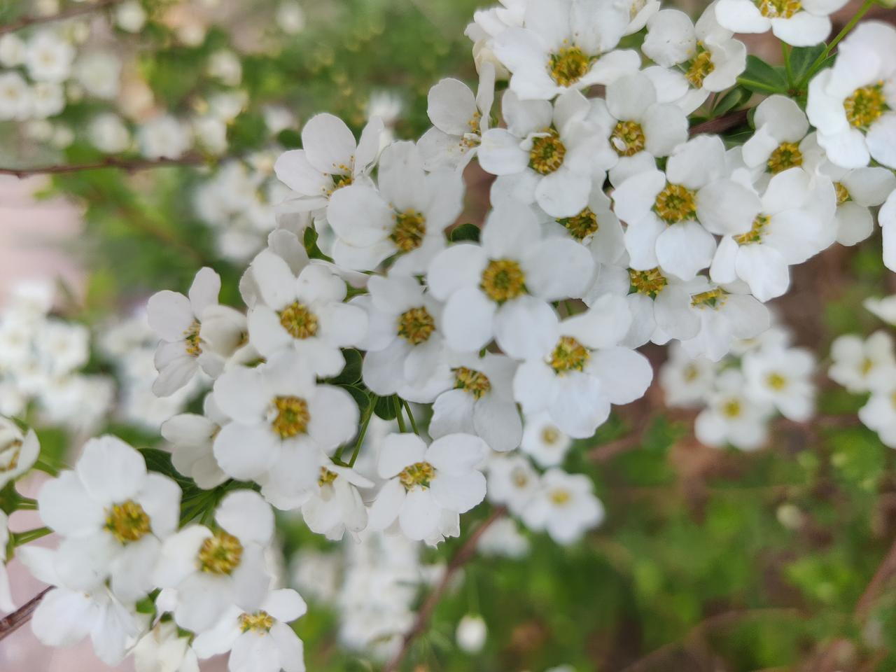 五一节，和老婆一起开车去南郊，说好的是去田野山边采野菜，心里想的挺美，到处都是随