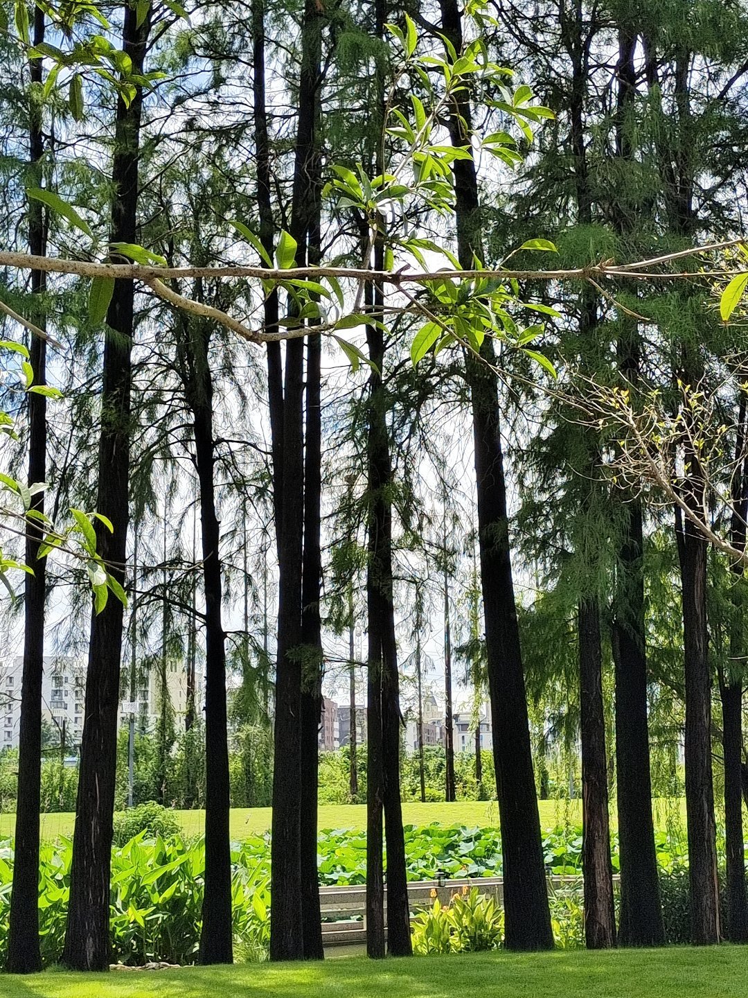 🌴☀️🌿💚[绿丝带]电影鹅蛋脸柳智研电影演员不等于演技更好说唱巅峰对决20