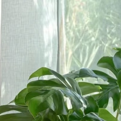龟背竹种植方法：1. 光照需求：喜明亮的散射光环境，耐半阴。忌强光直射，否则叶片
