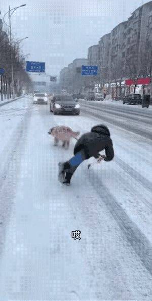 这不是人遛狗，这分明就是狗溜人，下雪天，地面滑，遛狗真应该加一些小心，尤其是在遛