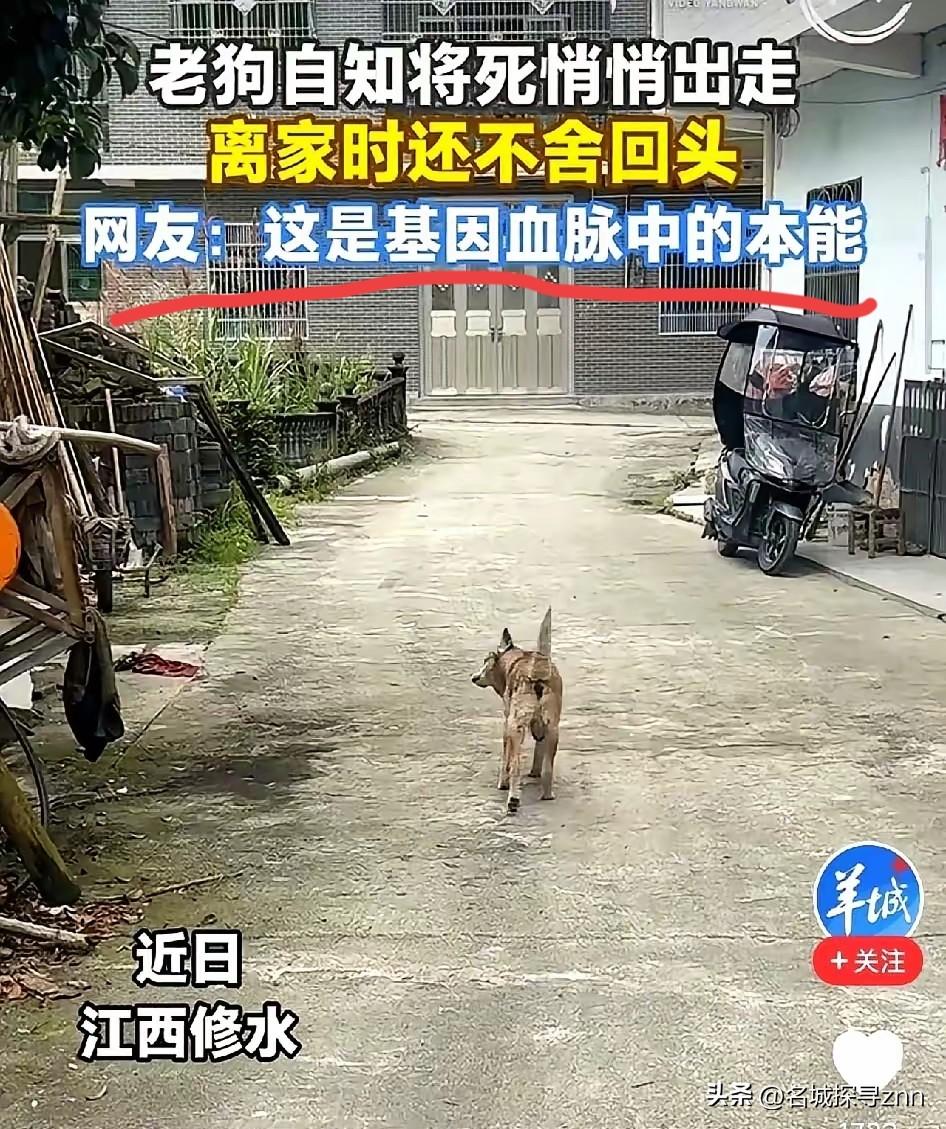 “别出去，就死家里，没人嫌弃你”
​​​江西一个男人，凌晨跟在自家22岁的老狗身