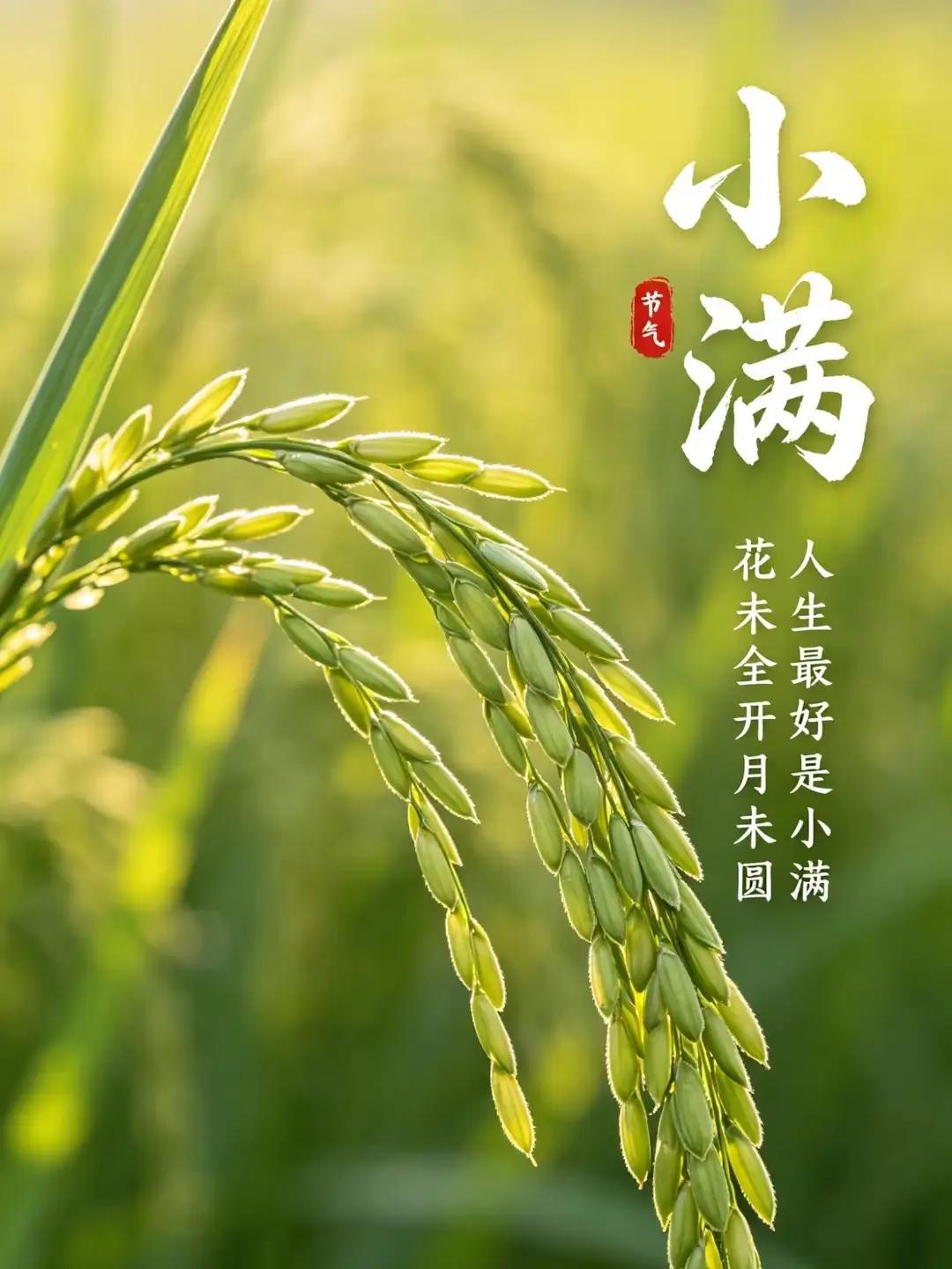 小满快板三唱

其一《麦浪金》
竹板这么一打呀
别的咱不谈
单说这小满节气
麦浪