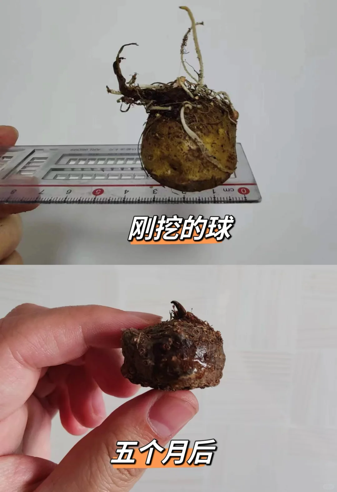 论新鲜球的重要性！
