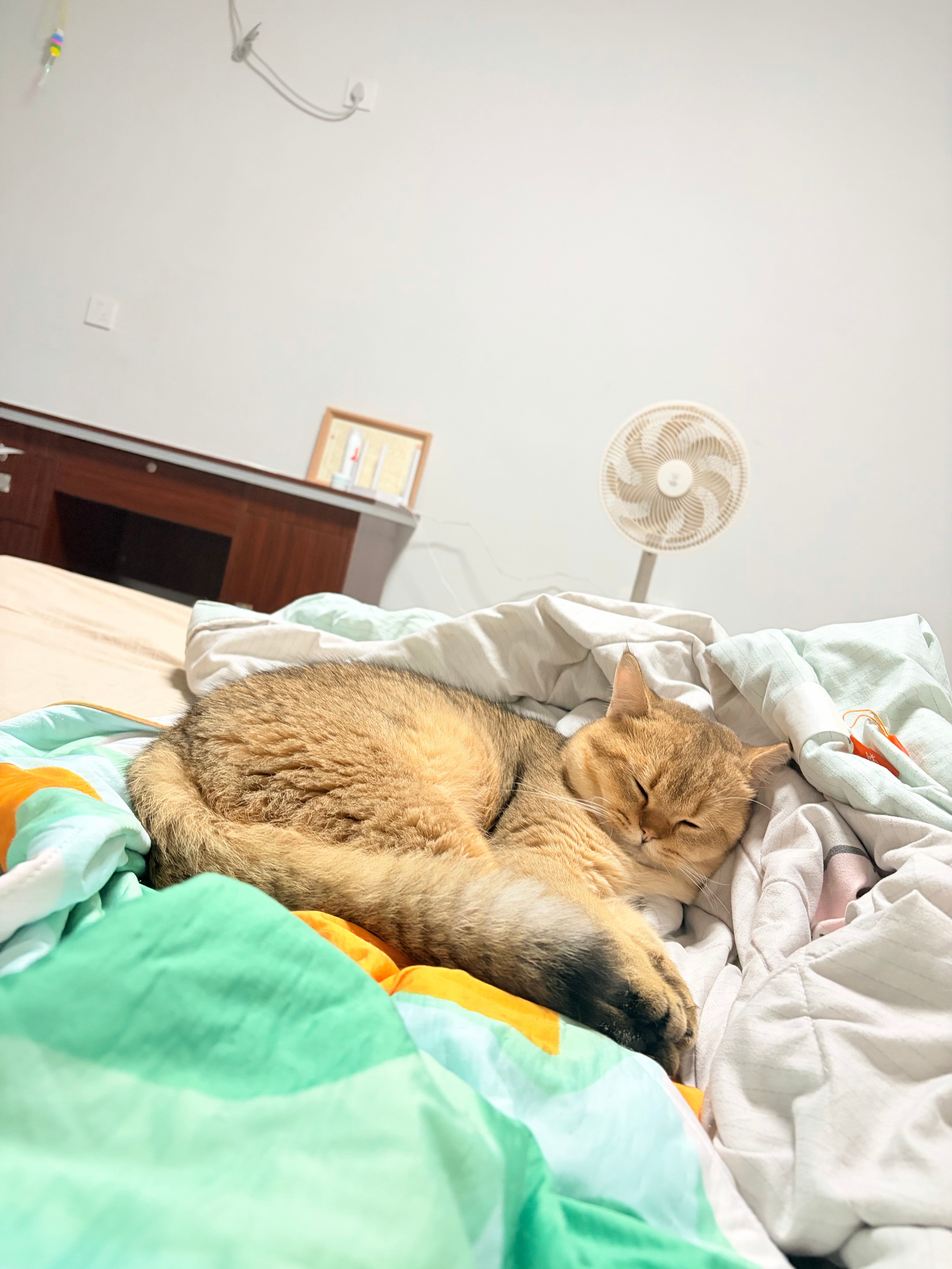 咪先睡了💤晚安 ​​​