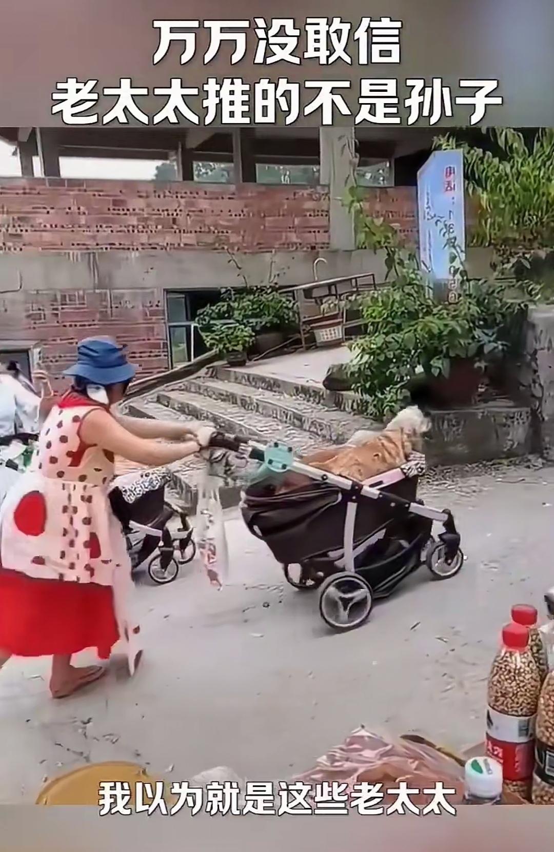 万万没想到！老太们推的婴儿车里，装的竟全是狗？
谁见了能不说一声离谱！
原本为人
