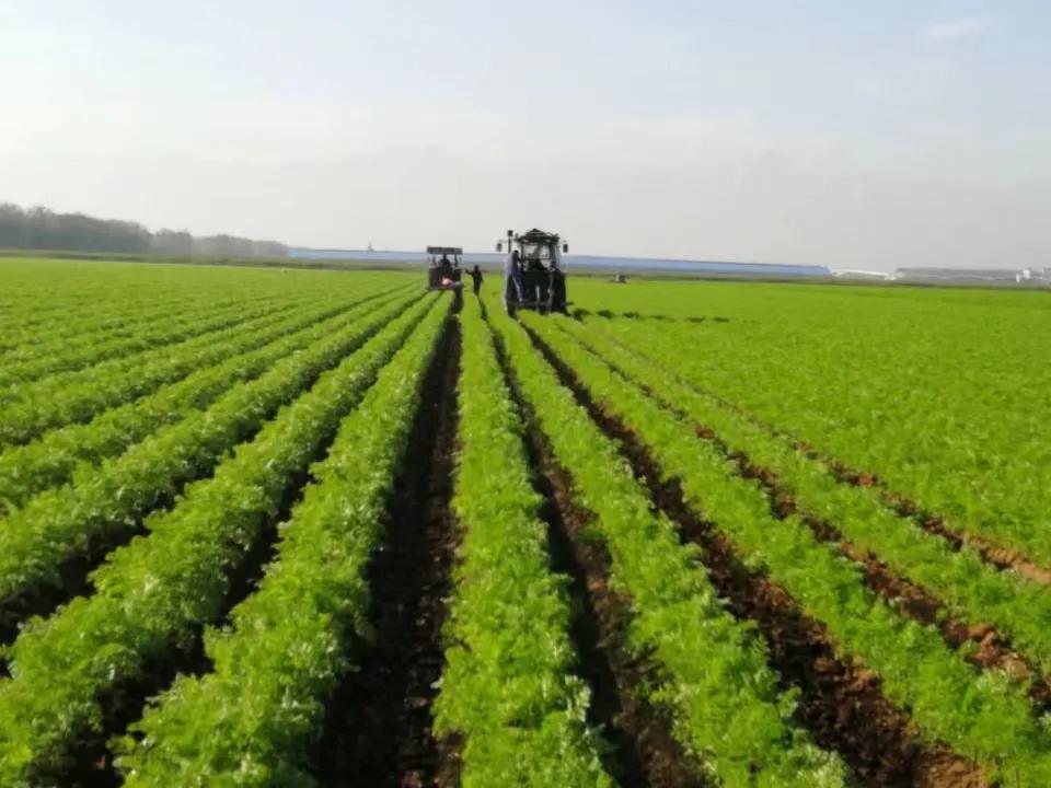 赞大荔沙苑红萝卜
 
沙苑腴田映日娇，
根凝赤玉叶飘萧。
汁甜润肺千家爱，
脆嫩