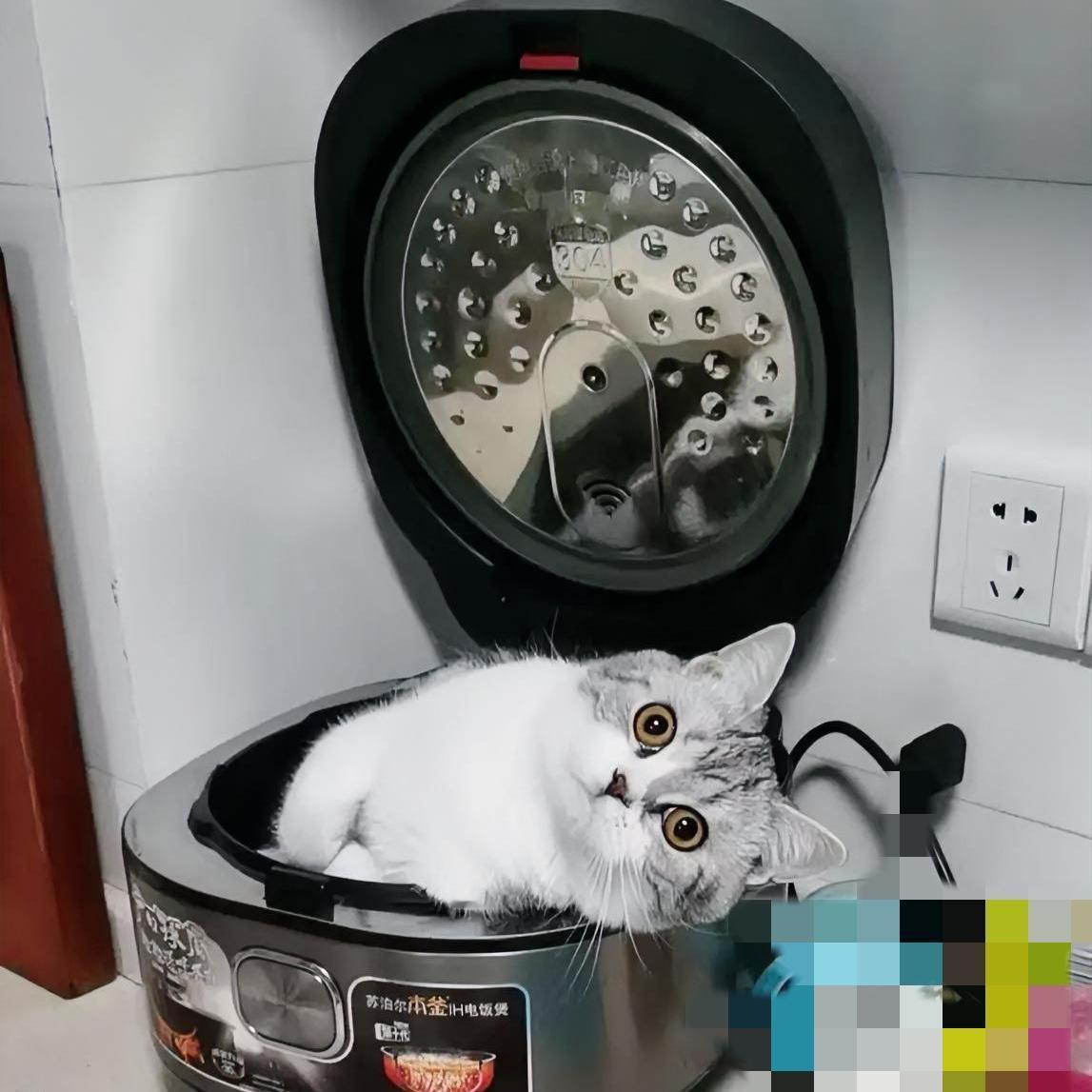 这大猪崽子找到了一个新窝，向我们炫耀，却发现我们不高兴，他很疑惑。