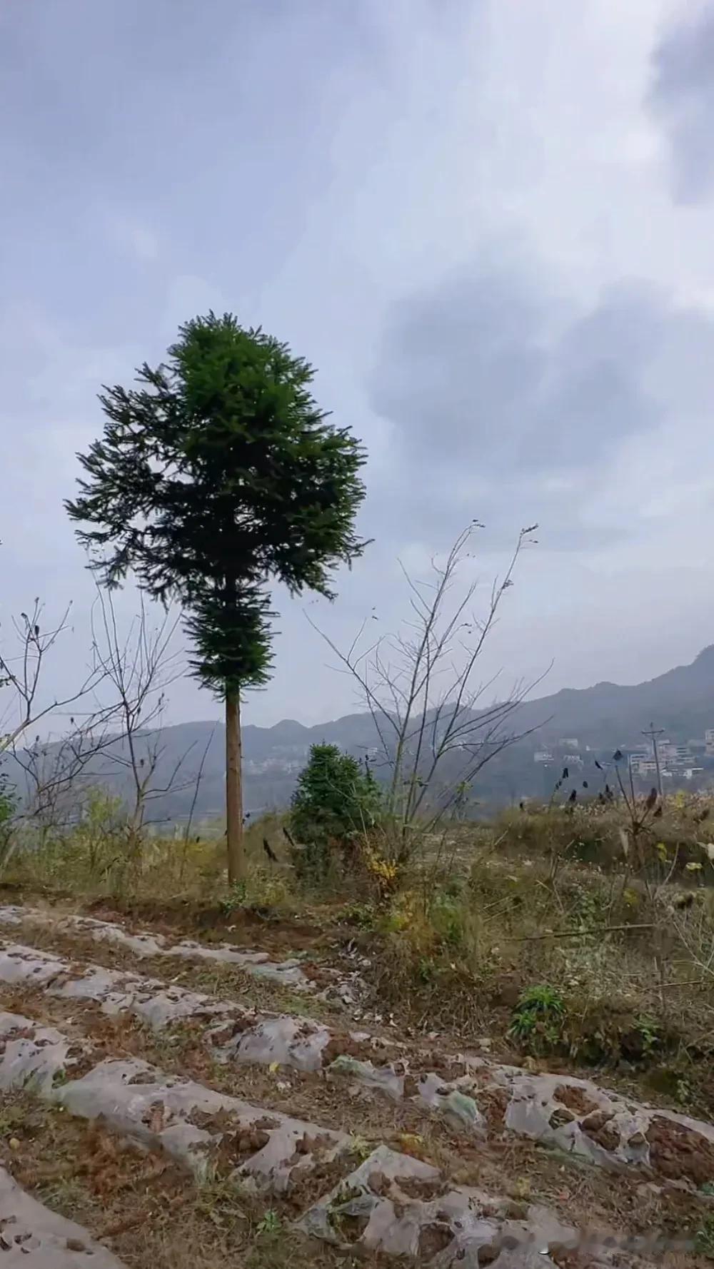 松风吹解带，山月照弹琴。翠微依旧 依山傍林 高山美景出诗意 诗情画意。