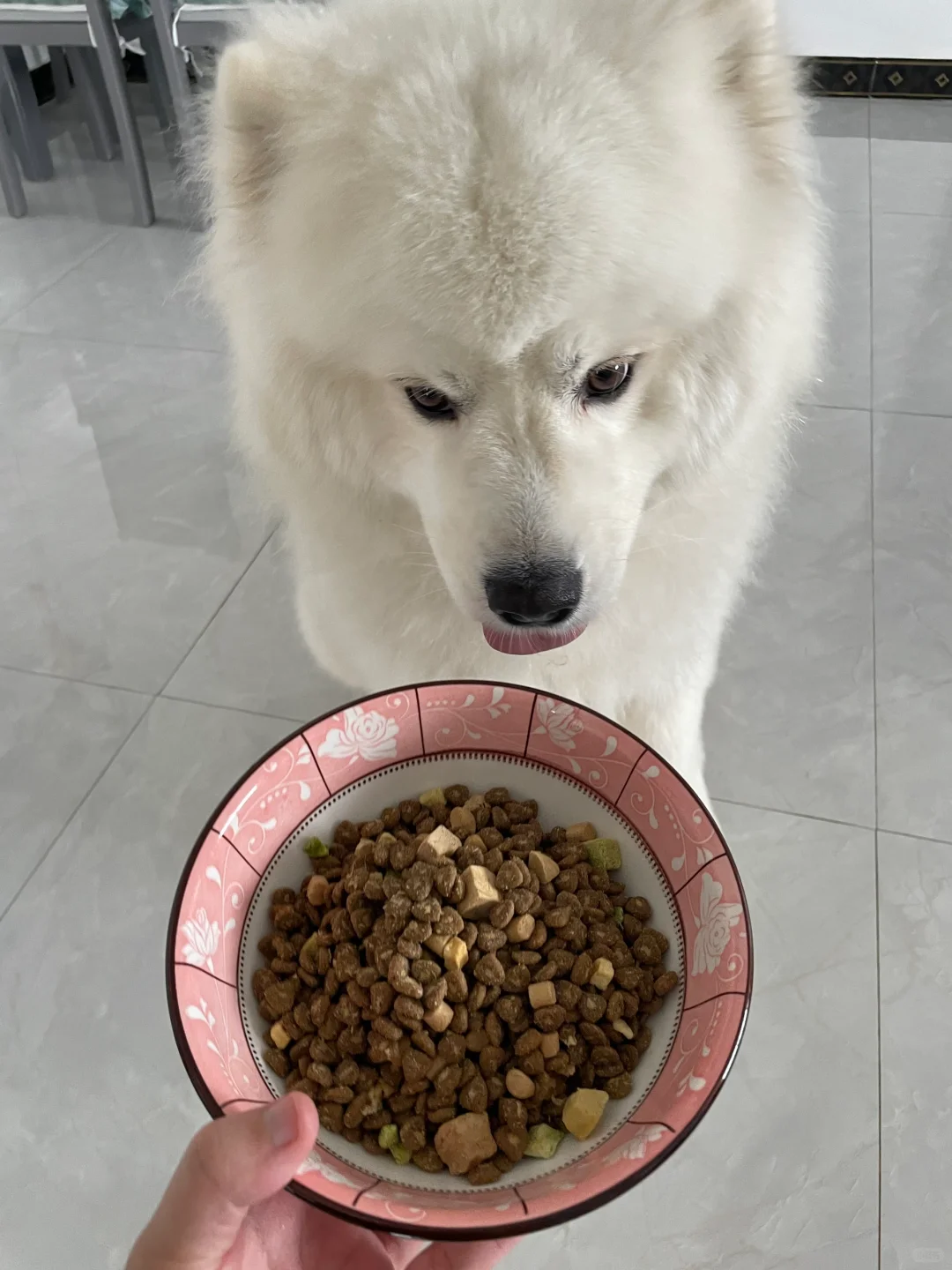 哪只狗狗不爱夹心小饼干