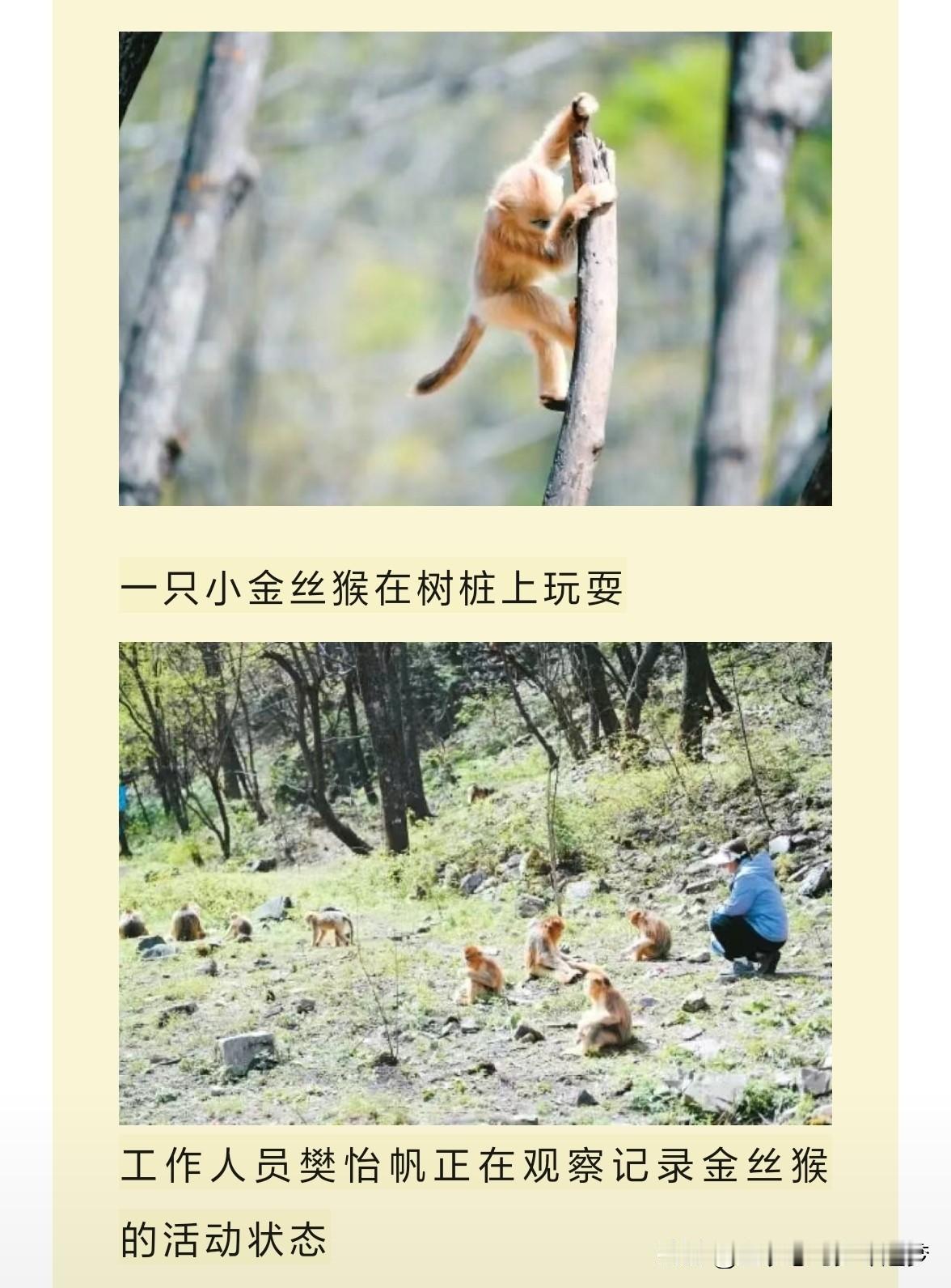 秦岭“添丁季”，金猴迎新生。初夏的秦岭，金色跃动。横跨秦岭主脊南北的陕西周至国家