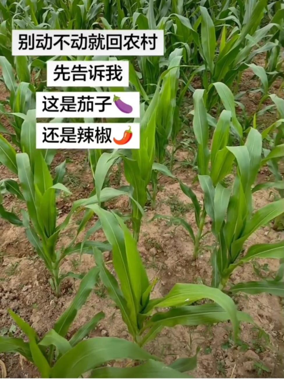 城巴佬，你来好好分辨下，这个到底是茄子还是辣椒。


别整天嘴上嚷嚷着要回农村，