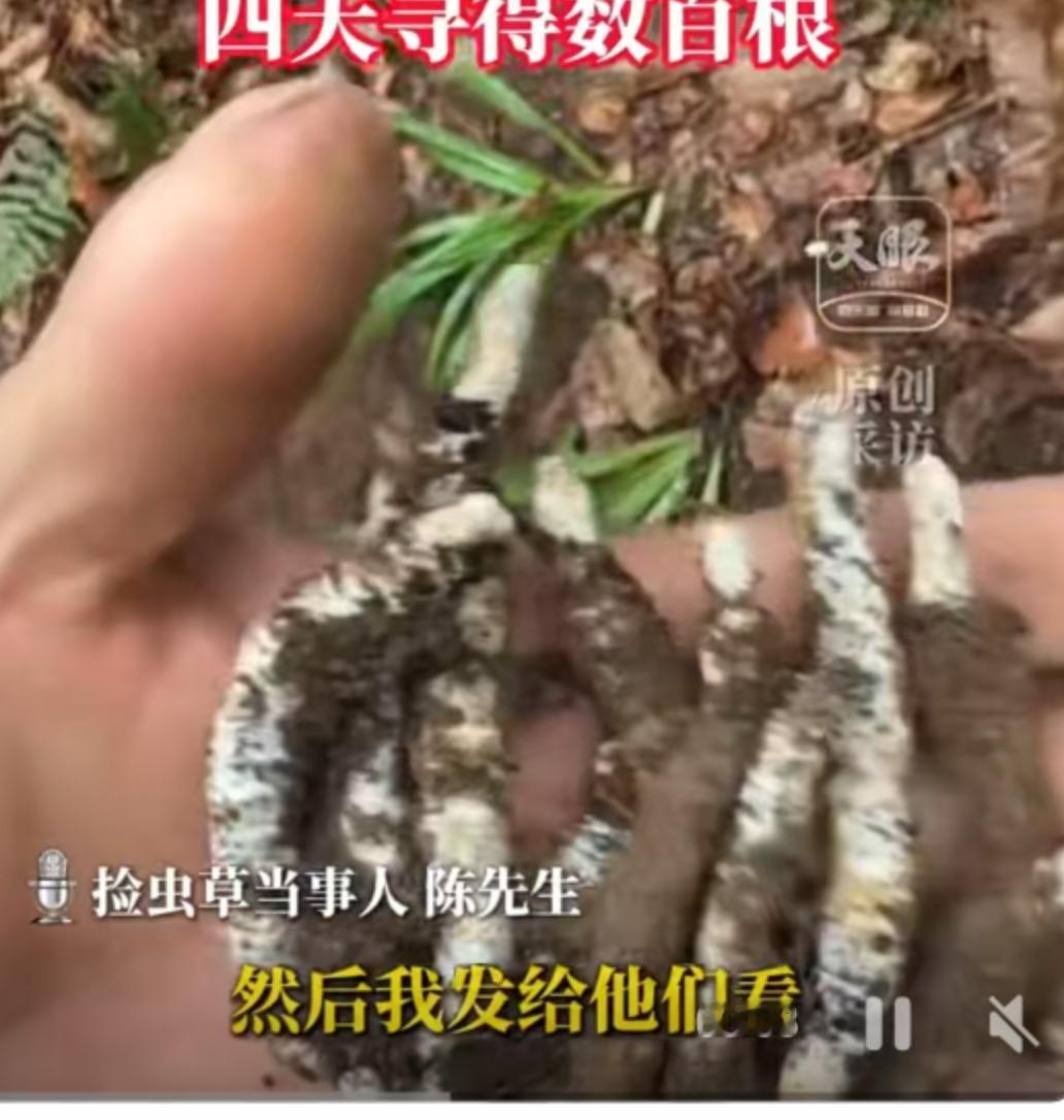 2月5日，贵州开阳县的山林里，发生了一件颇具戏剧性的事，当地人李先生的一次意外摔