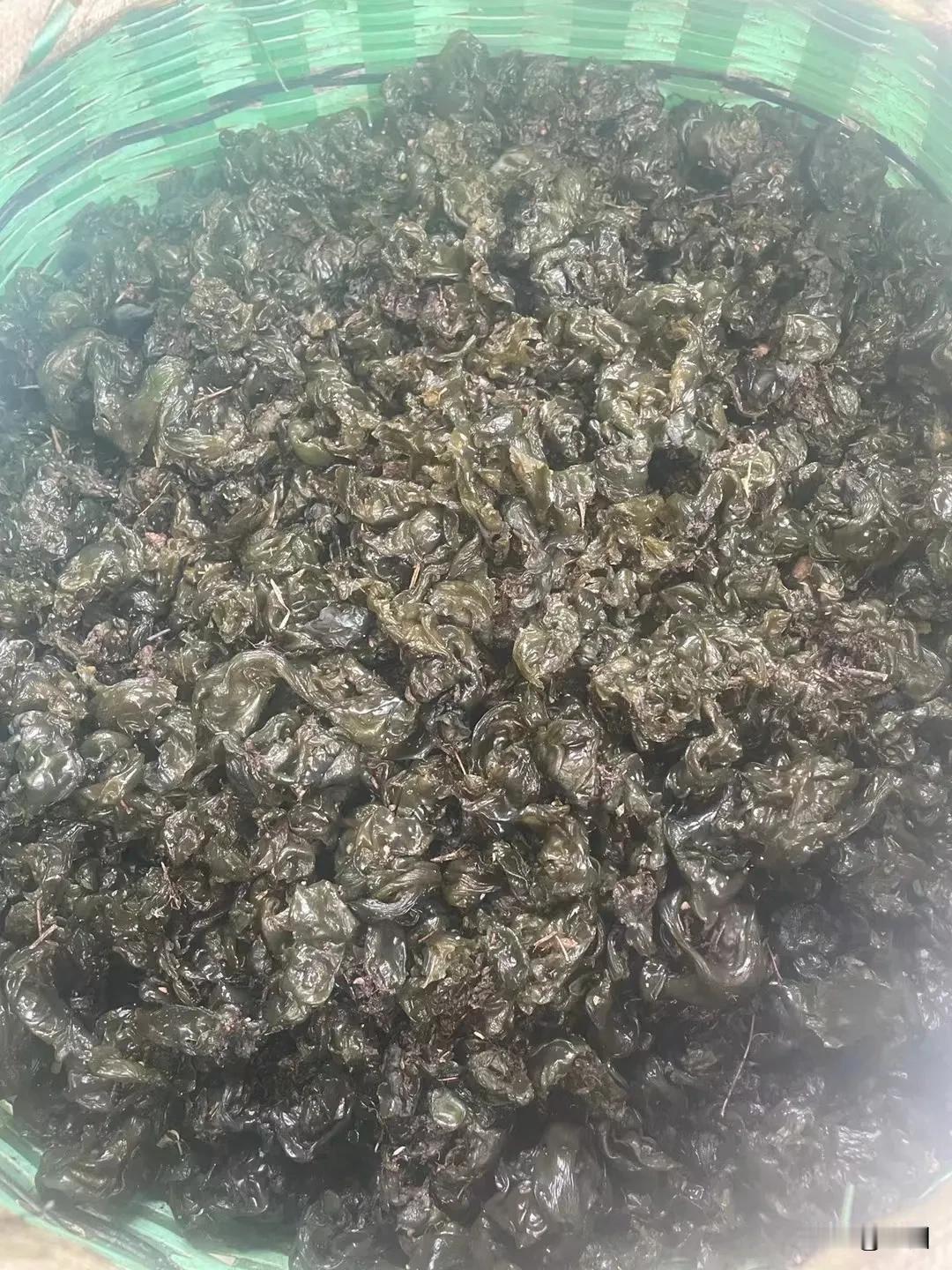 瑞午的雨，居然催生出来这许多野味。看着草地上的地菜皮，侄女激动得叫出声：“小姑，