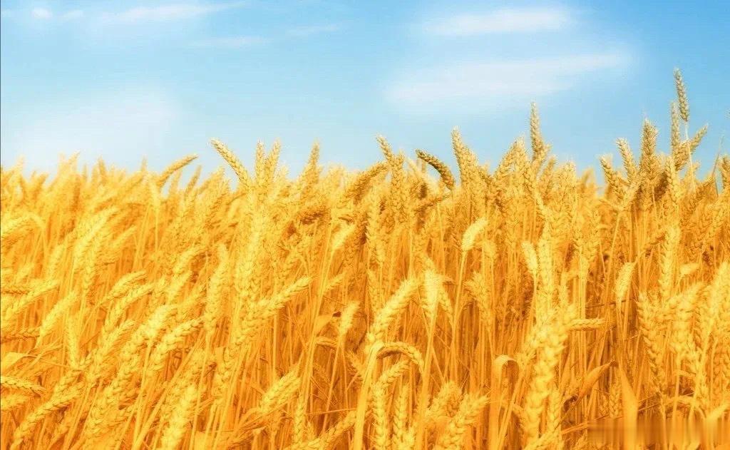 予你温柔·默斋主人原创自由诗初夏敛一襟清风，藏入市井烟火的细纹。万顷澄蓝，独向一