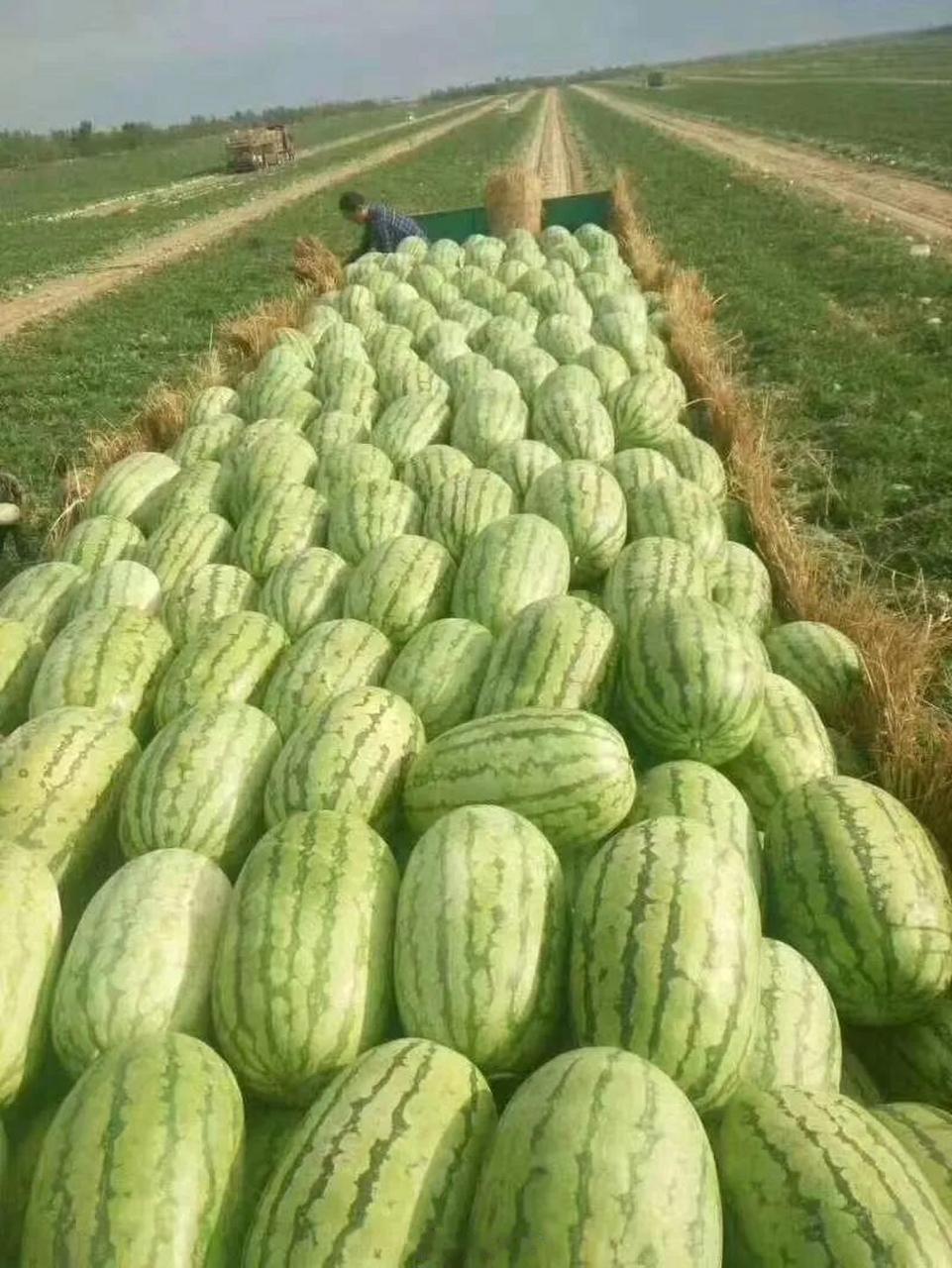 河南西瓜滞销原因有没有可能新疆的瓜果陆续开始上市的缘故？首先需要弄懂新疆西瓜口感