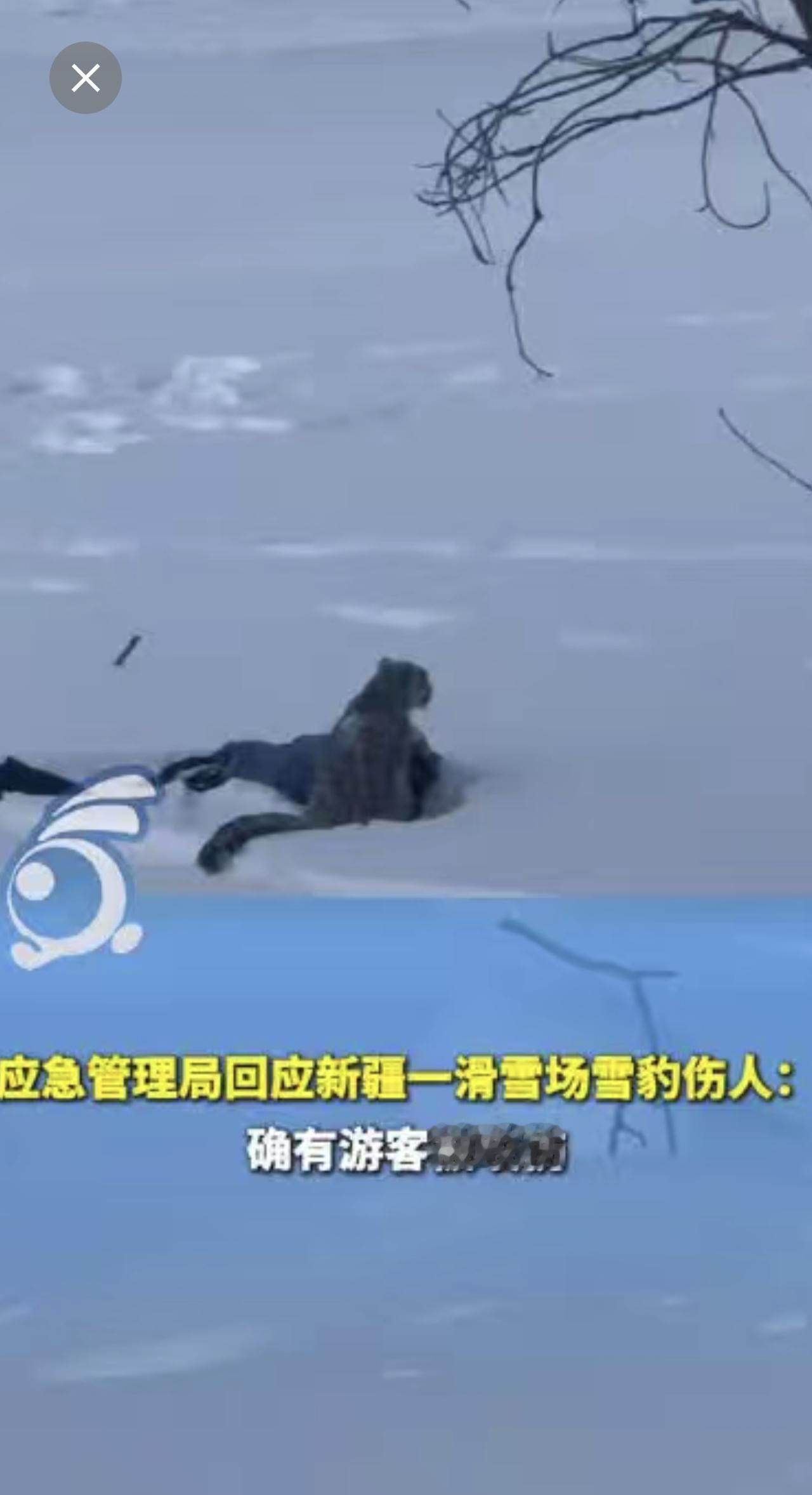 新疆一滑雪场突发雪豹伤人
游客躺在雪地里    旁边蹲着雪豹
应急管理局:确有游