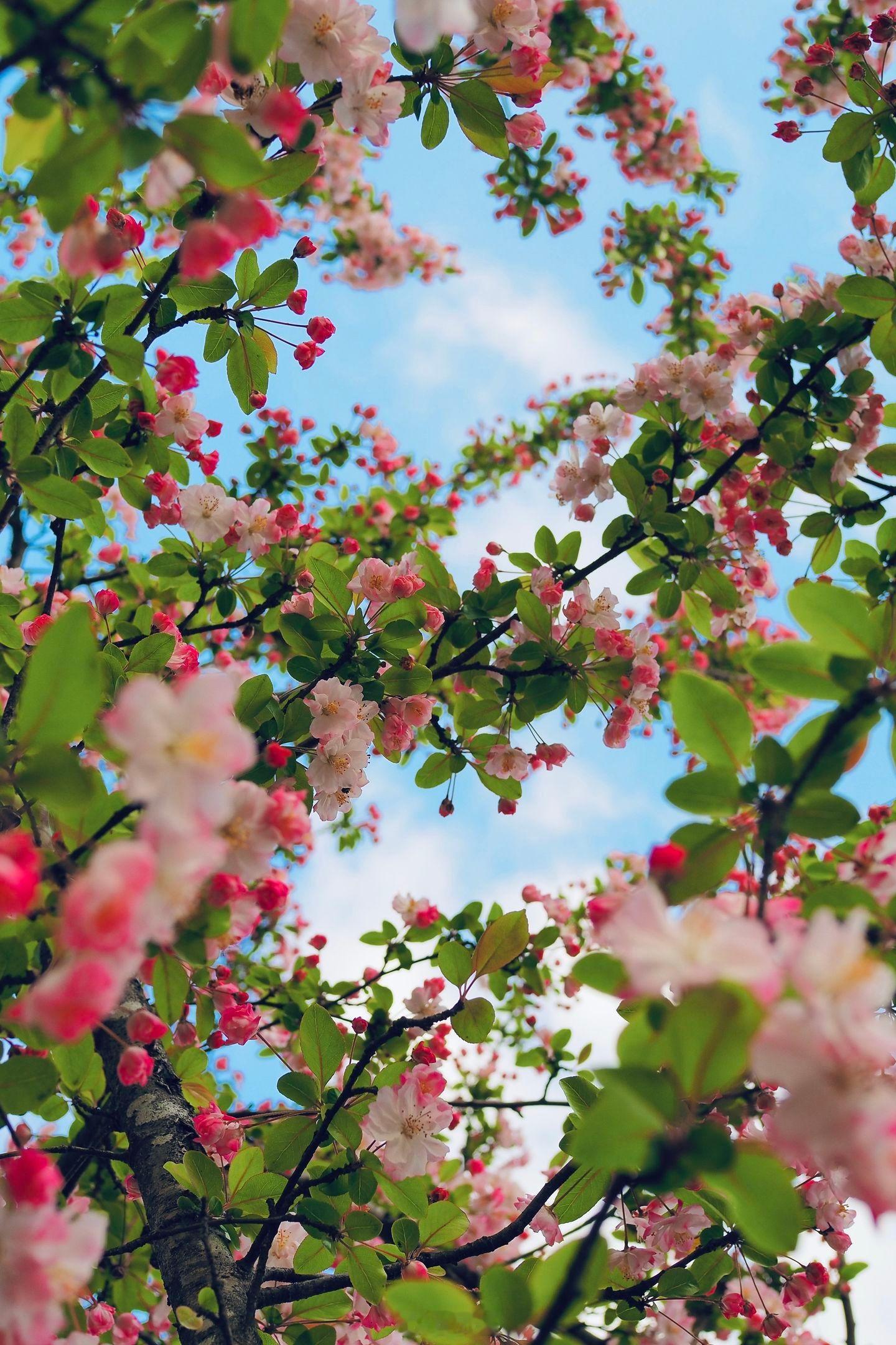 小菌 乱花渐欲迷人眼。早朋友们 