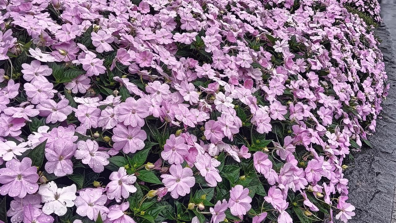雨后天晴花含露，小径香风入画图。
携手美人入香径，花香沾衣风牵影。