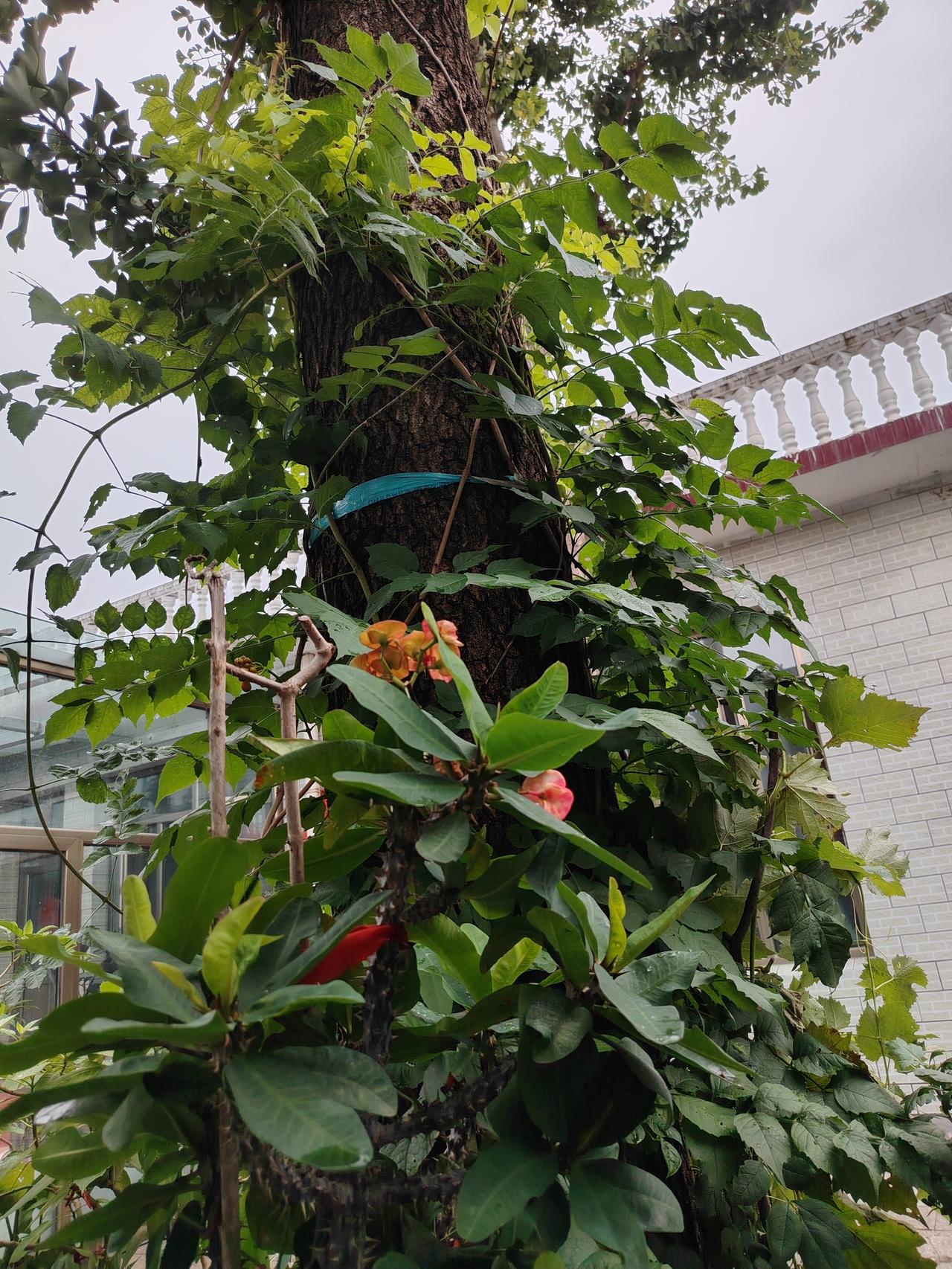 晒图笔记大赛那些未说出口的告别，就让夏雨替你洗净；那些未抵达的远方，正藏在下一个