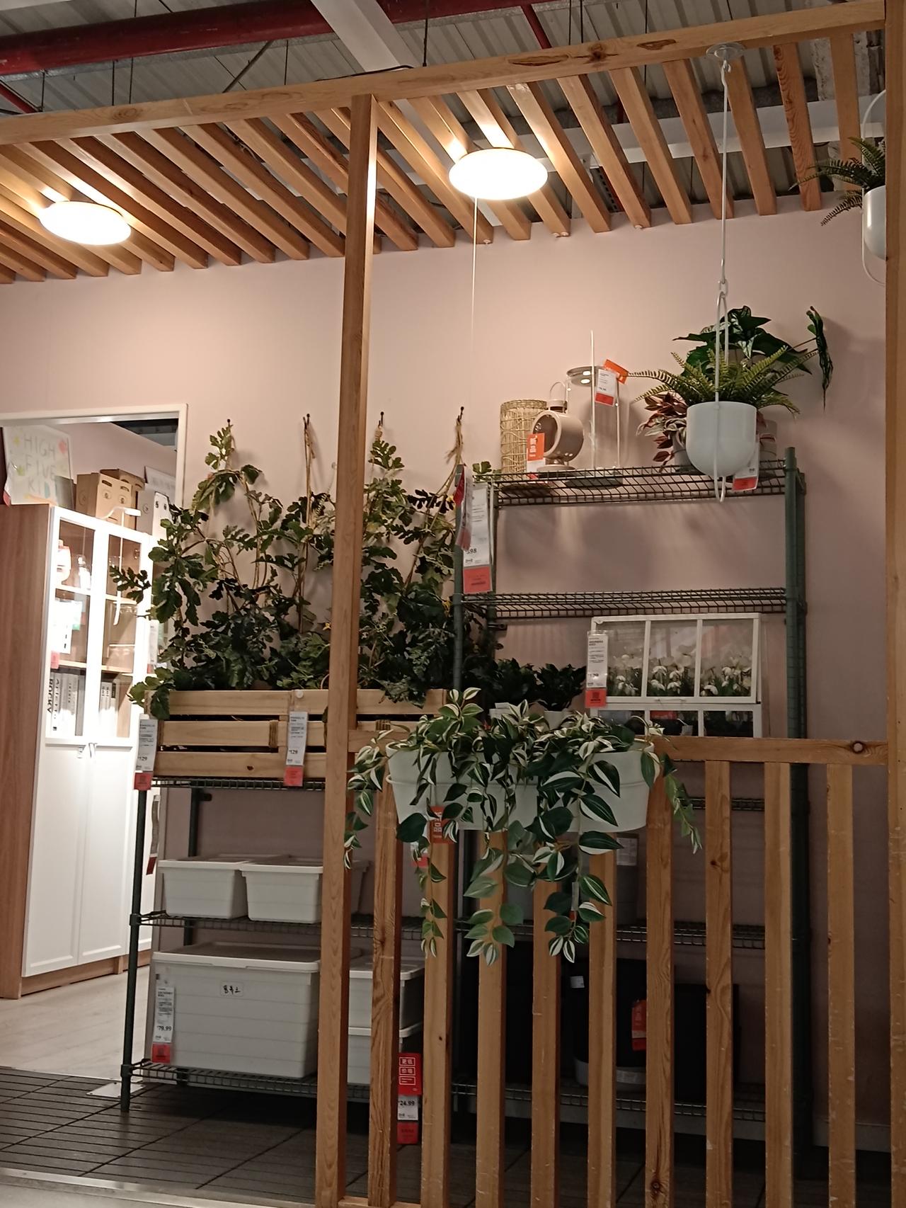 今早饭桌上，儿媳说：“妈，你们想不想去宜家逛逛？我一会儿去那边办事，能顺路带你们