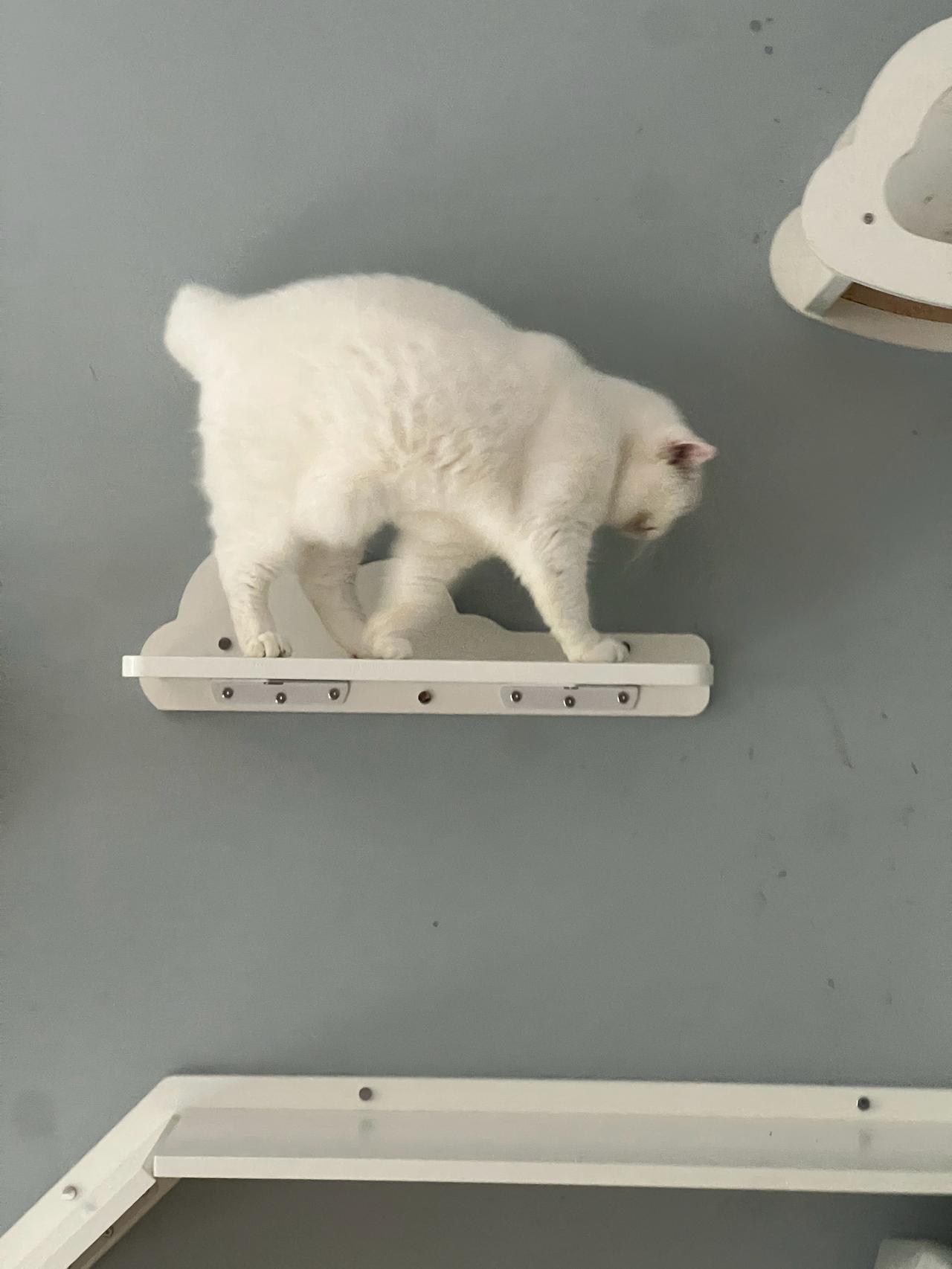 看我小猫猛虎下山，气场两米八，体重十斤八～