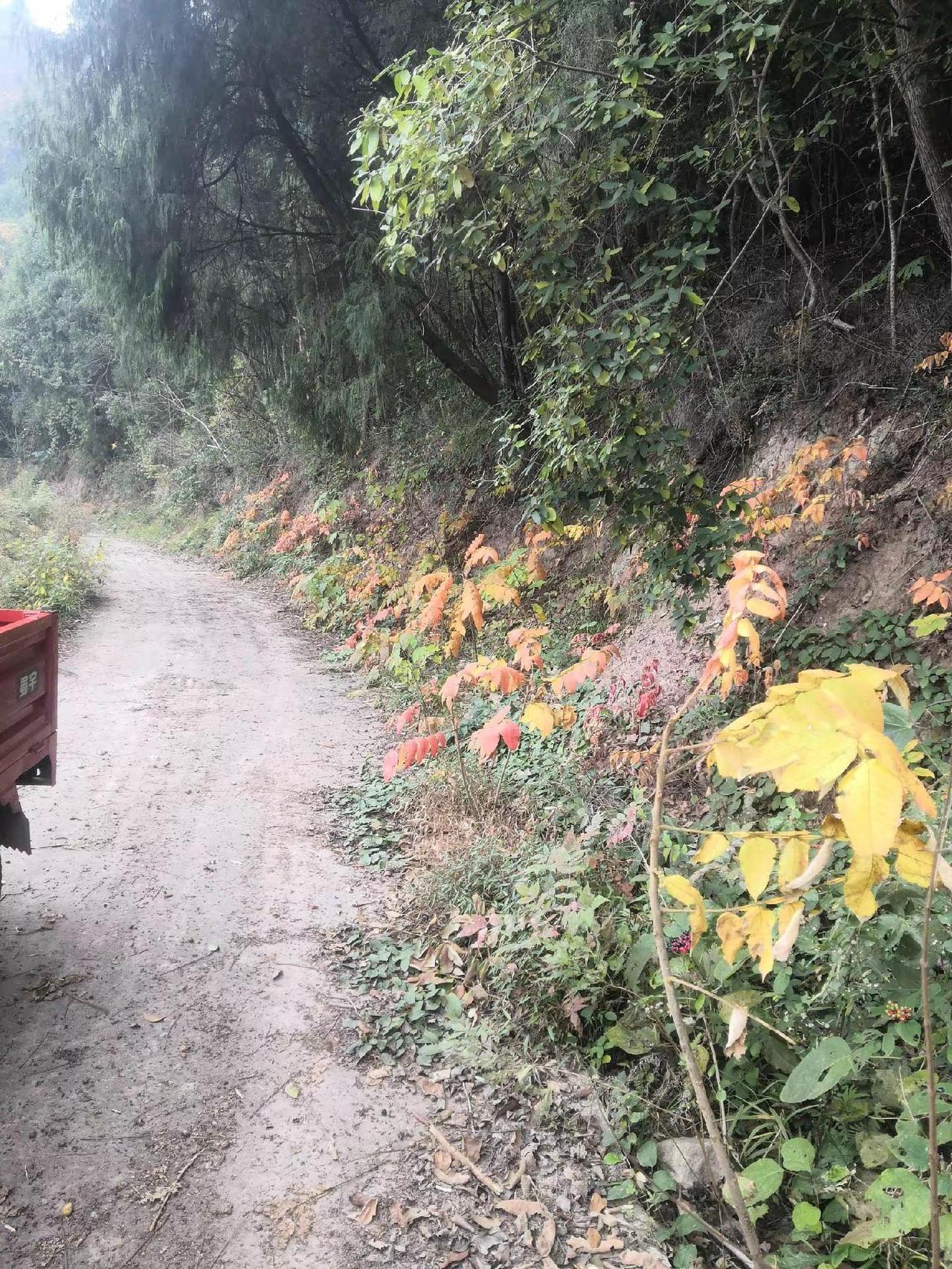 当地农村山顶农村真实生活视频 大山里的原生态 农村生活记录 山水美景
