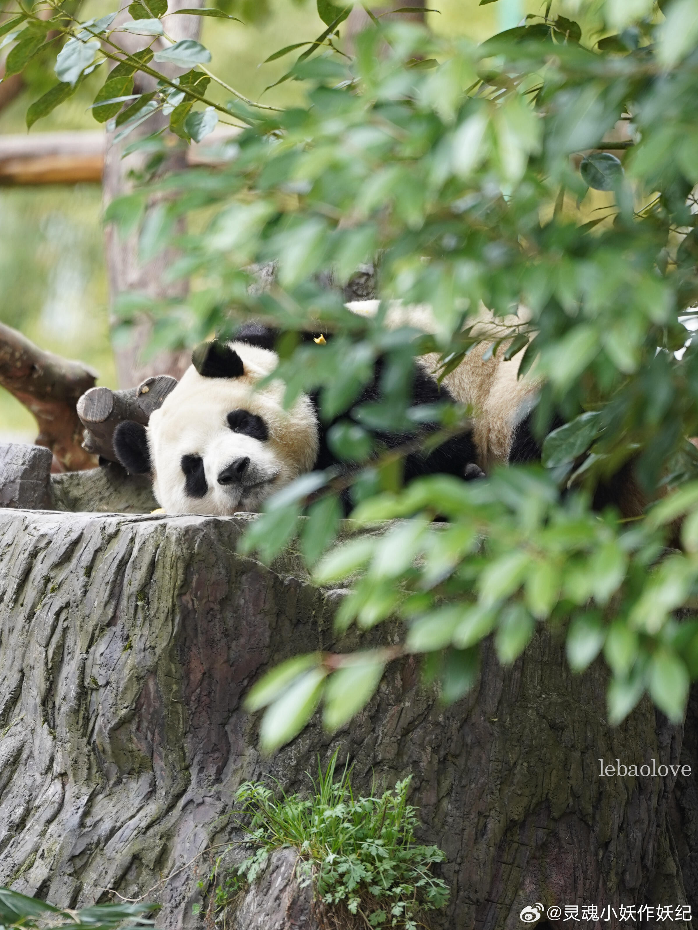 练习瑜伽的小公主福宝 