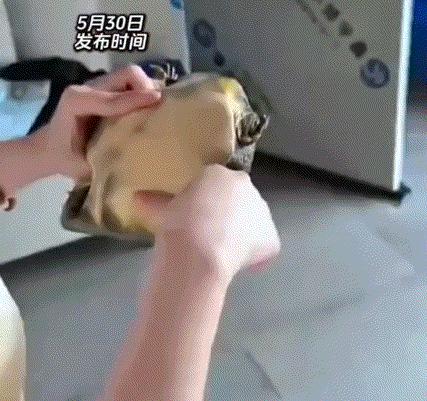 一女子处理甲鱼时，不慎被甲鱼死咬住了手指不松口。但女子被咬后，并没有像我们以为的