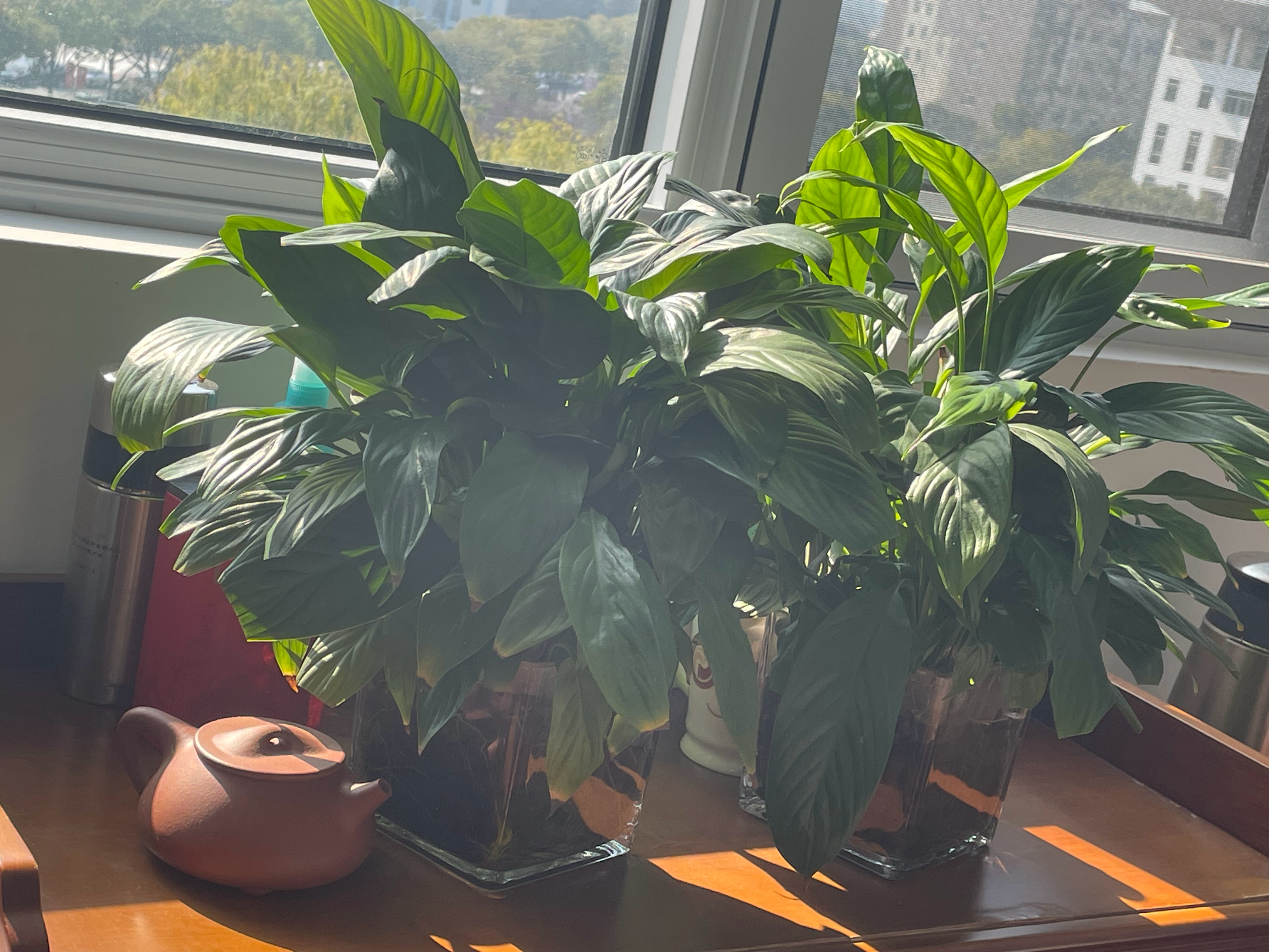 办公室的绿植保持郁郁葱葱，贵在坚持灌水与修剪。也许，你对她用心，她就用生命的活力