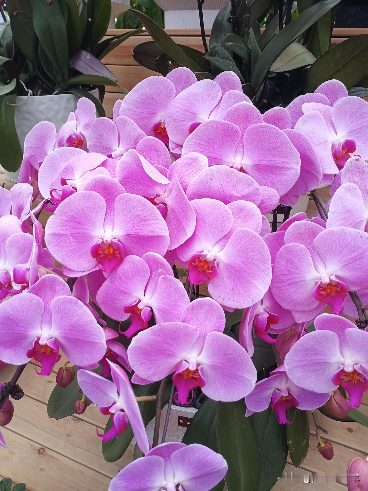 估计要离开头条了。