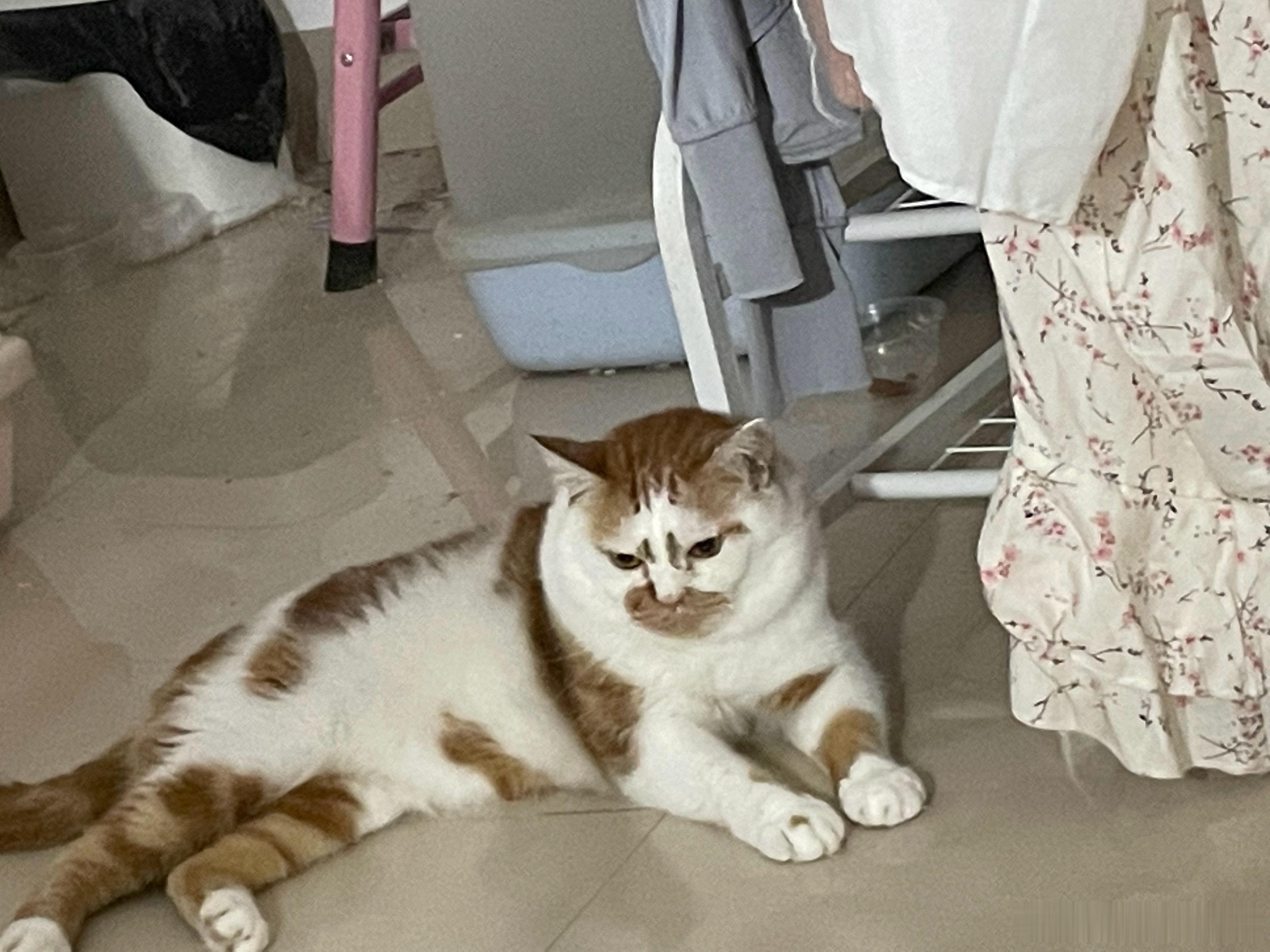 小鸟认准女子家1棵树天天来薅叶子自从有小鸟，发现我家猫，每天只能在窗户这边干着急
