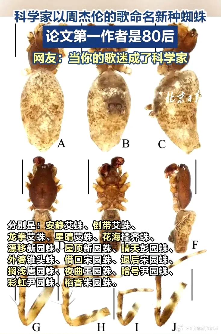 当周杰伦粉丝成为了科学家，以偶像的歌名命名新种蜘蛛，而且还是用中文拼音 ​​​