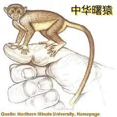 看有些人对已灭绝的中华曙猿感兴趣，在这里介绍下。
中华曙猿，是4500 万年前中