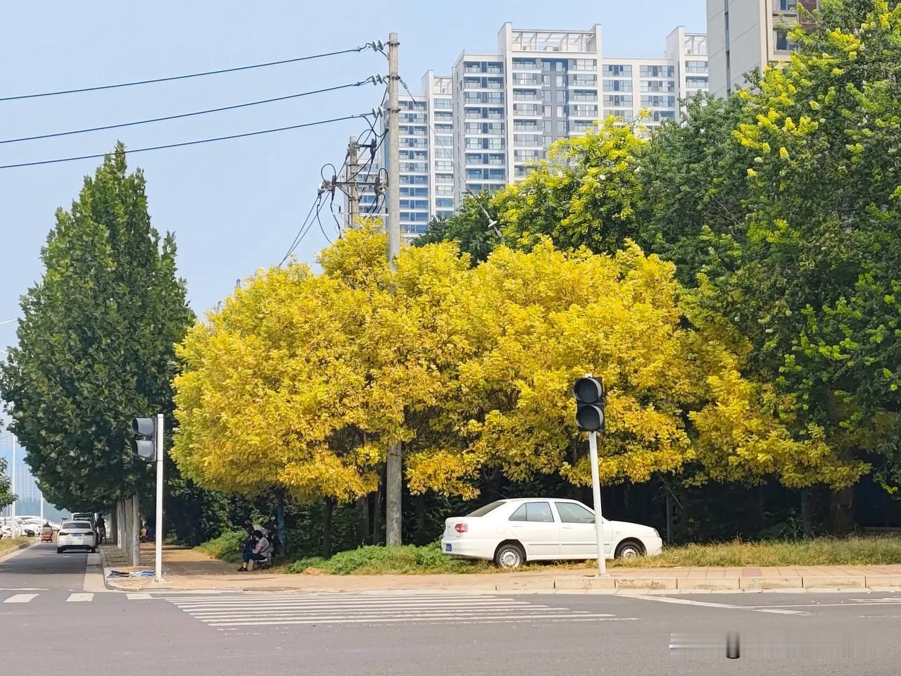 #秋季景色大pk#路口随手拍，秋天的颜色是彩色的，有的树开花，有的落叶，有的长青