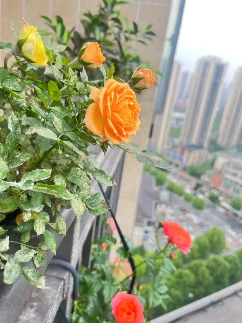 今天和邻居大吵一架，她实在太不讲理了，搞得我都想搬家了。和她做邻居真的让人烦躁。