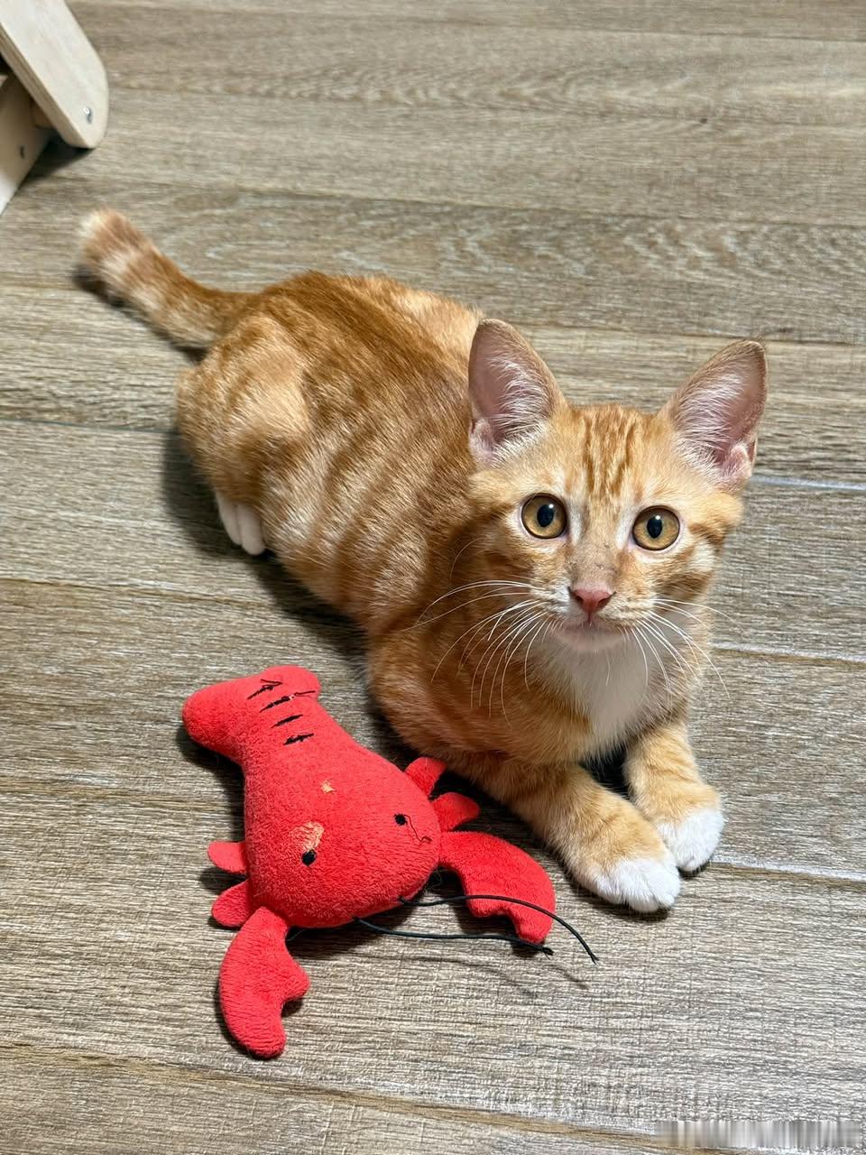 猫宁 ​​​