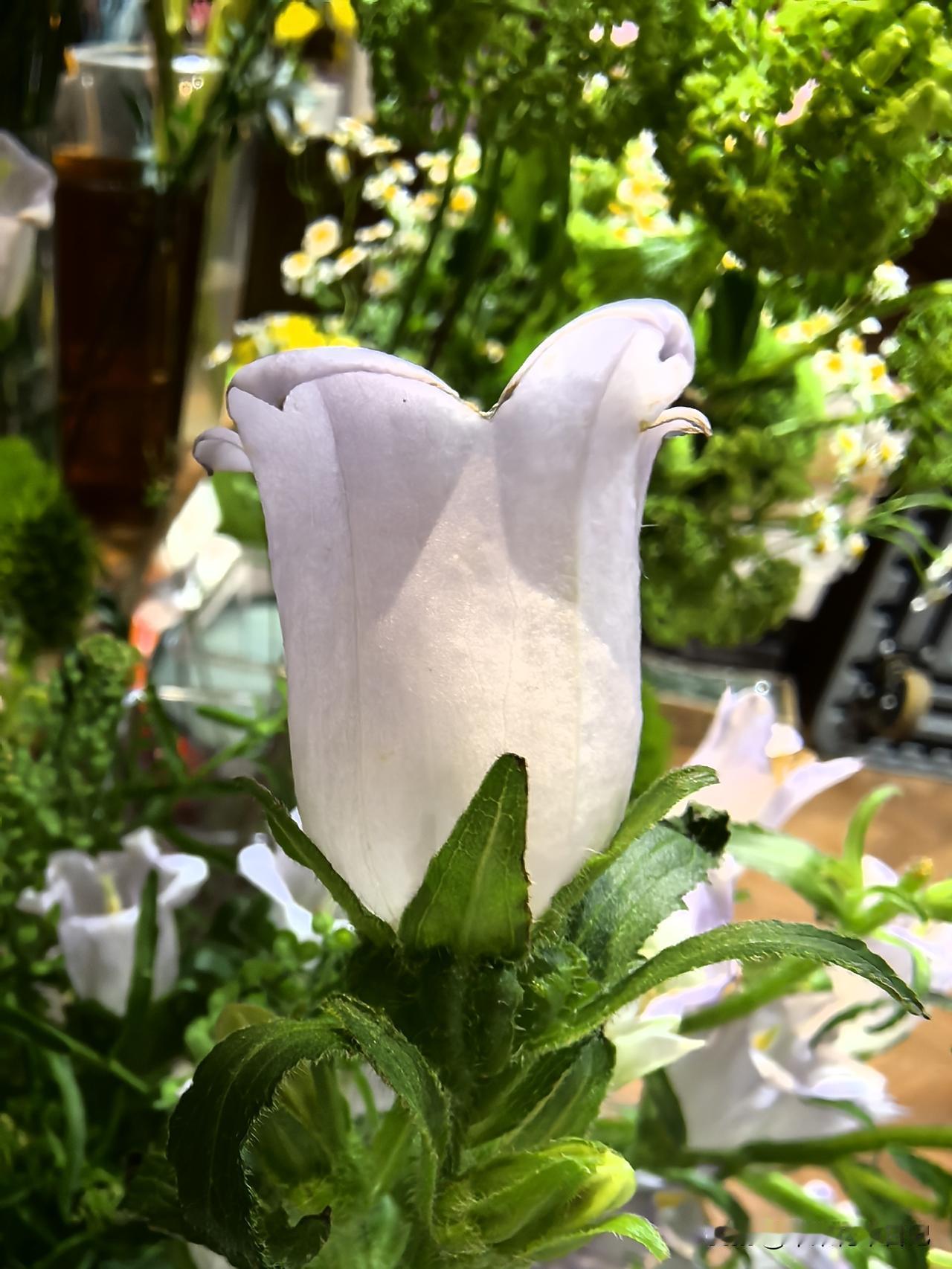 酒杯风铃草
绿叶丛中开
美不胜收妍
大饱眼福来

风铃花儿