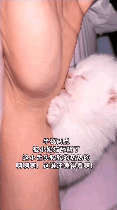 半夜惊醒！手指差点被奶猫当奶喝😂
 
网友睡到半夜突然感觉手上又热又软，迷迷糊