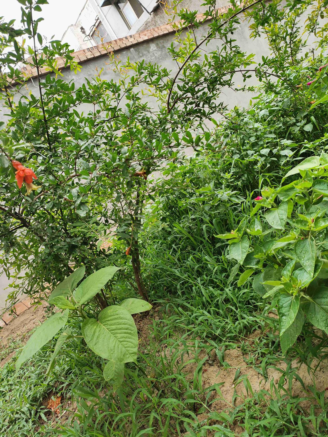 我的今日状态：😁轻松愉快
我这里的天气：🌧下雨 雨后小院满是清润绿意，石榴树