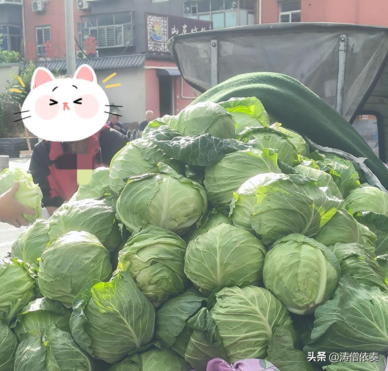 挑甘蓝专挑“蓬松”的？保定大姐这一招，把我看懵了

坐标保定。现在正是绿甘蓝大量