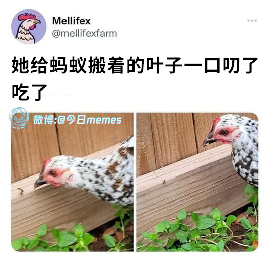 回转寿司（mellifexfarm） 今日meme[超话]   