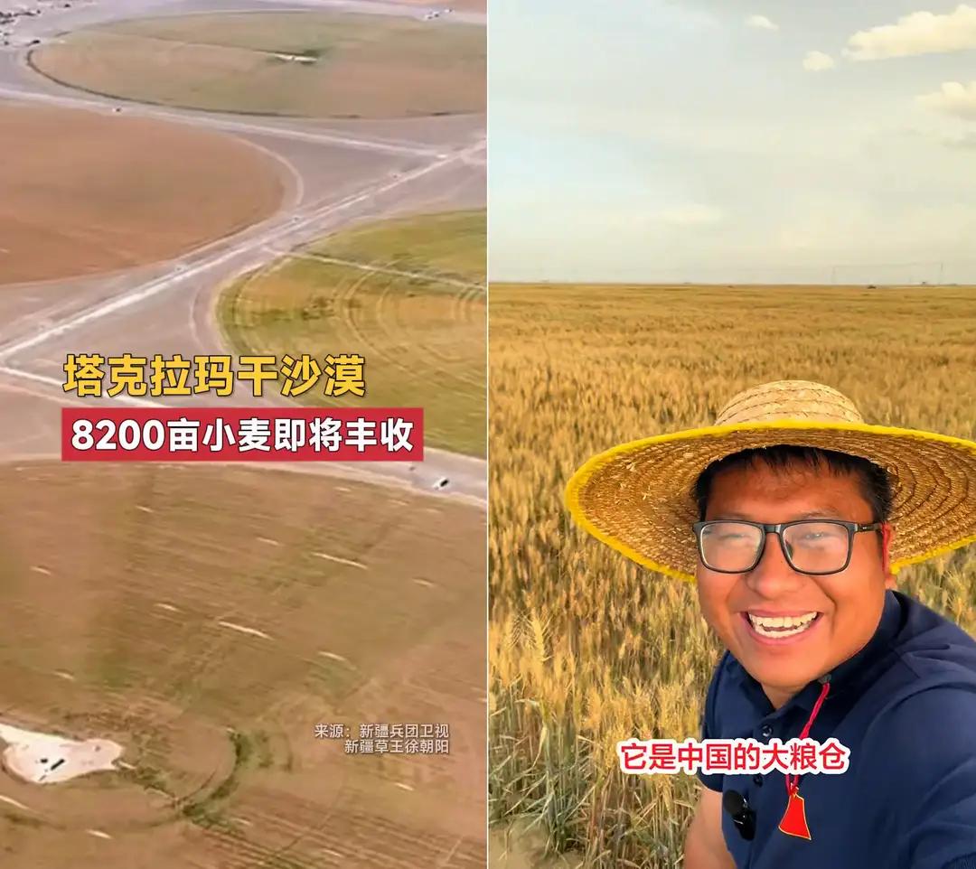 8200亩沙漠小麦即将丰收，消息曝光，震惊的必然是整个世界。
谁能够想得到在沙漠